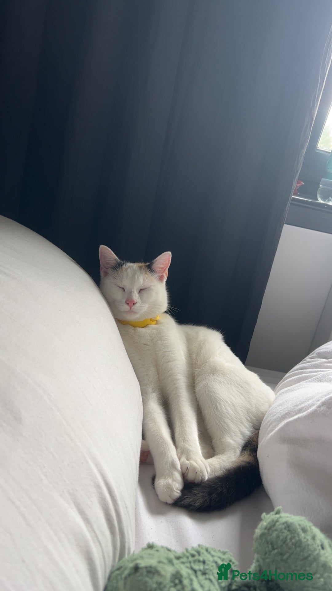 Domestic Shorthair cats for sale: 2 female kittens - Image 10