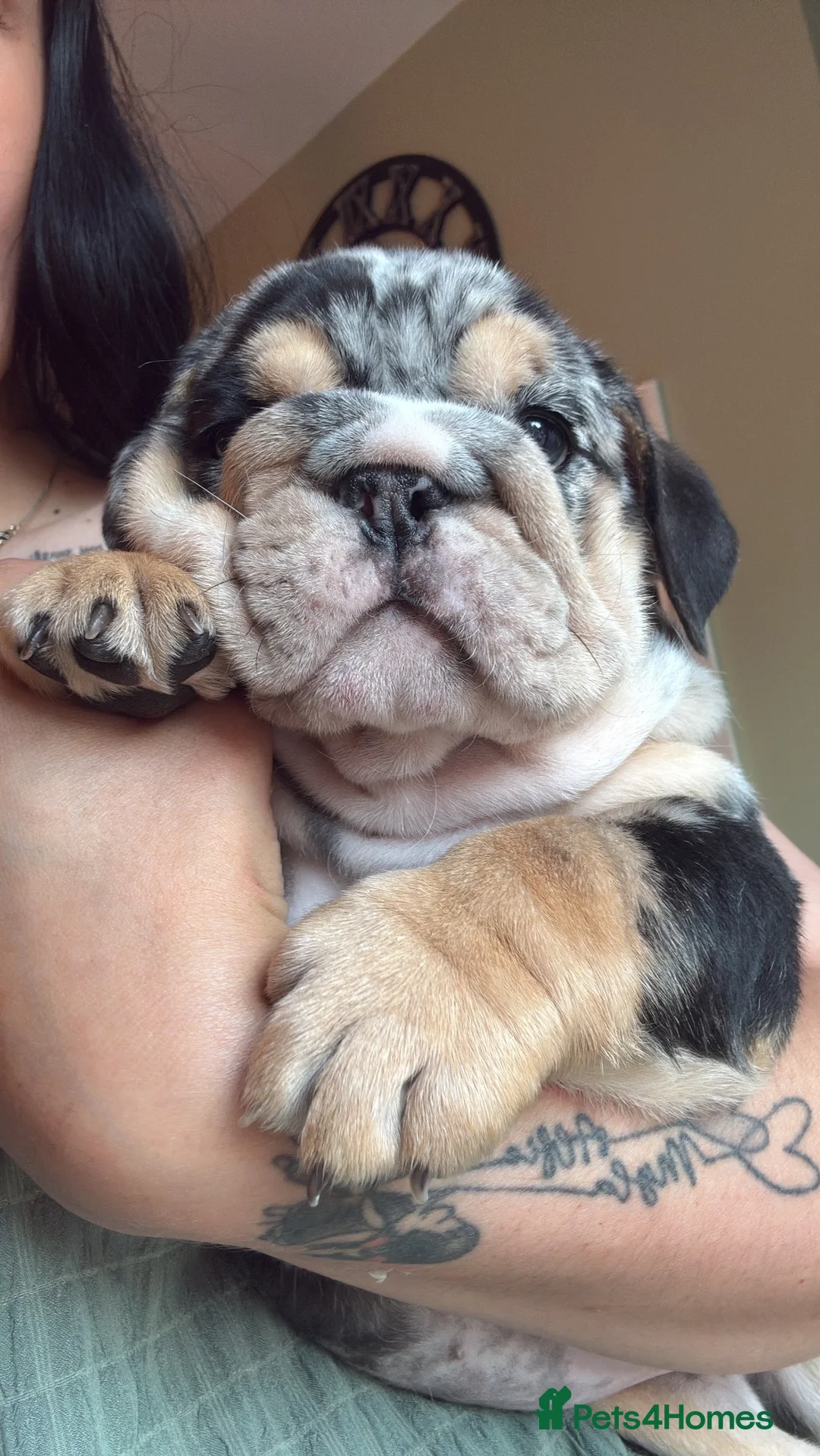 English Bulldog dogs for sale: KC reg black Merle bitch 💖 in Southport - Advert 2