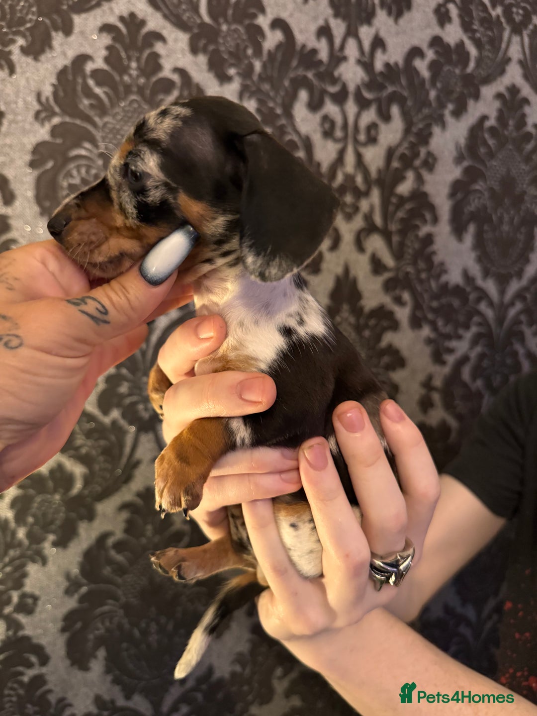 Dachshund dogs for sale: **** Absolutely Stunning Babies **** - Advert 14