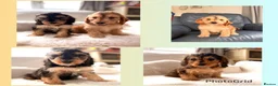 Cockapoo dogs for sale: Gorgeous F1 cockapoo puppies  - Advert 2