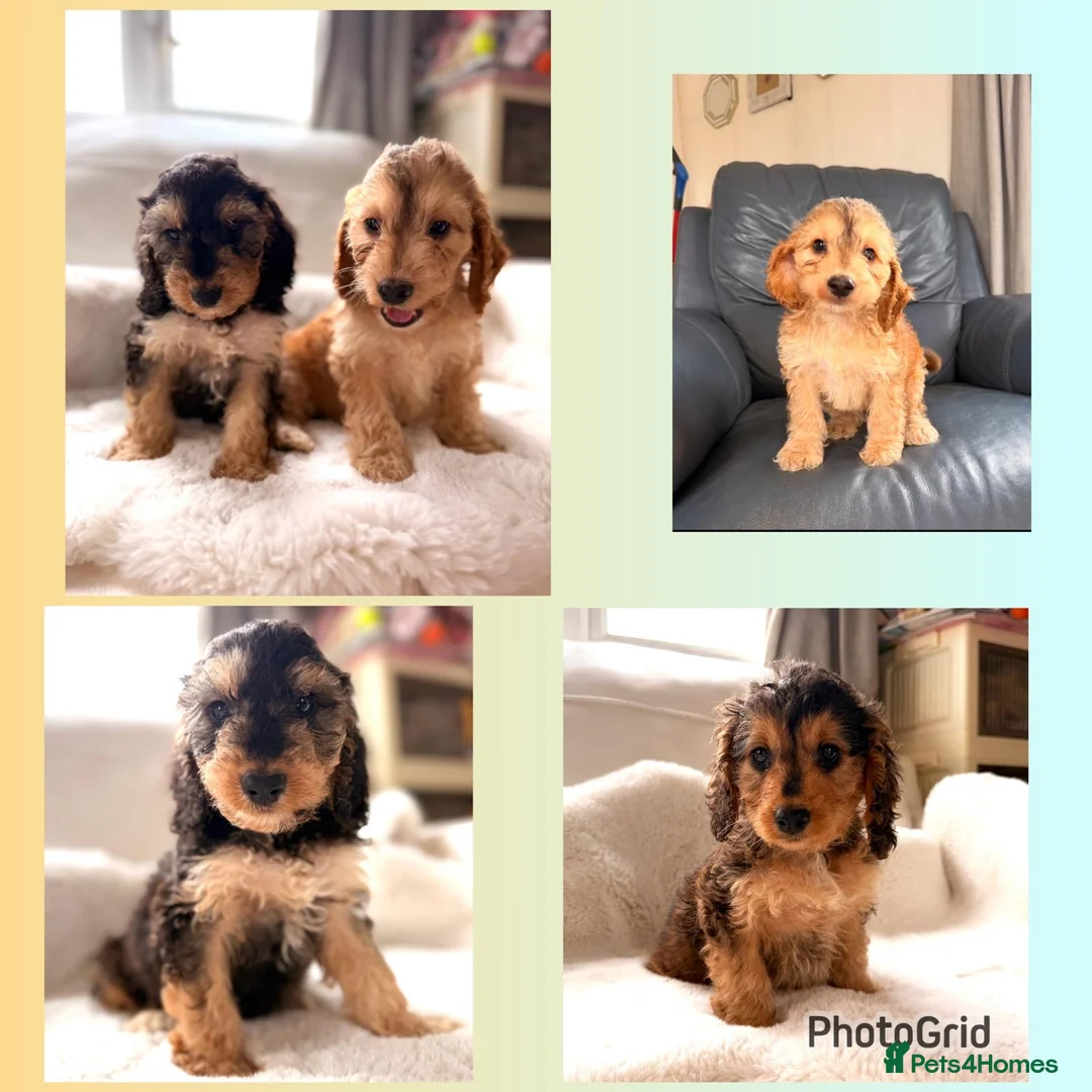 Cockapoo dogs for sale: Gorgeous F1 cockapoo puppies  - Advert 2