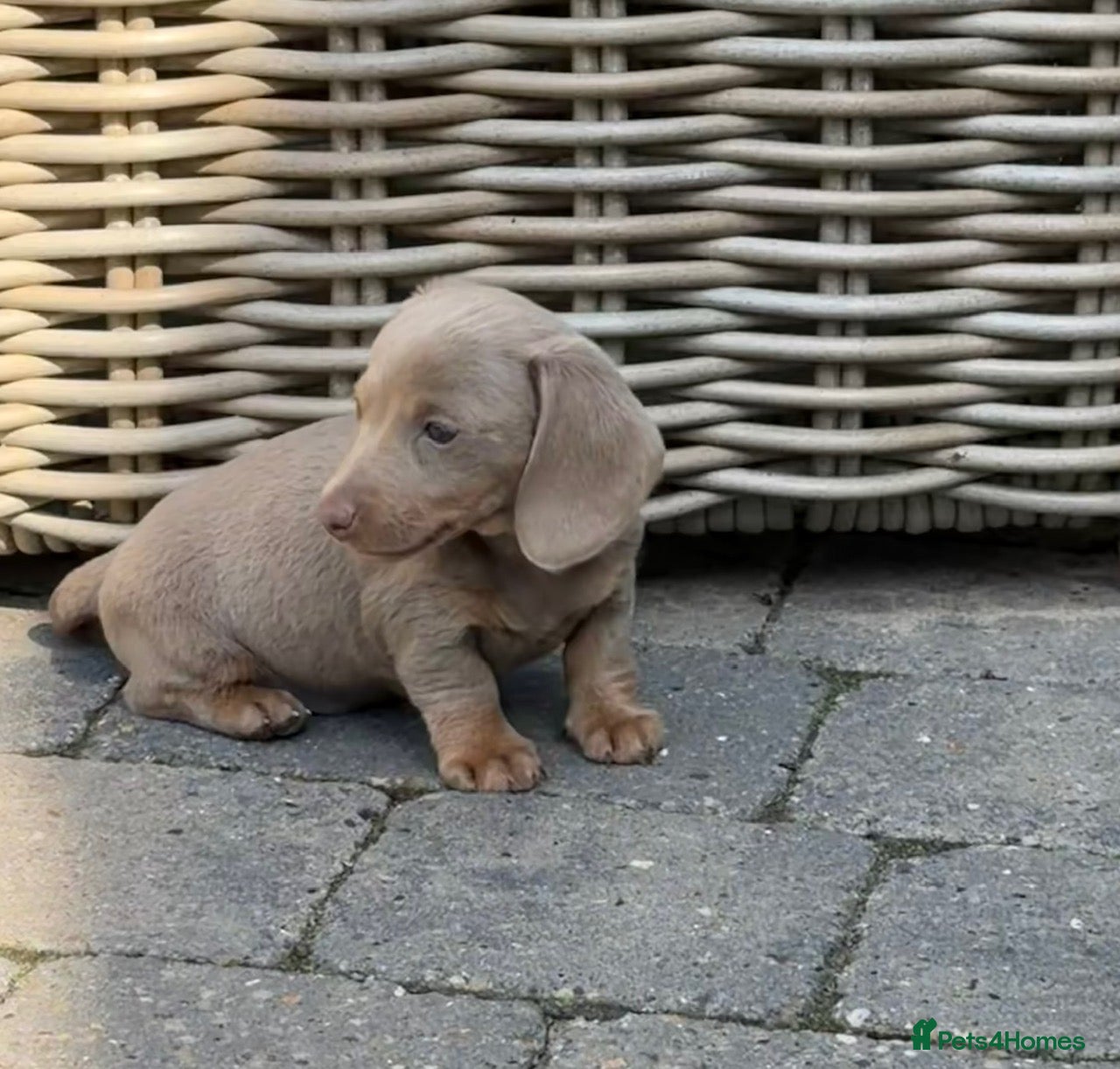 Miniature Dachshund dogs Miniature Dachshund ready 4th June KC registered - Advert 9