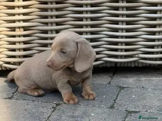 Miniature Dachshund dogs Miniature Dachshund ready 4th June KC registered - Advert 9