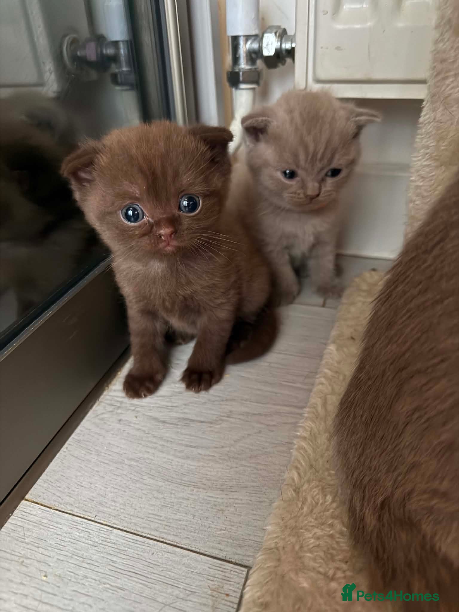 Scottish Fold cats Stunning Scottish fold/straight kittens😻 - Advert 1