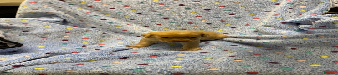Labrador Retriever Puppy 2