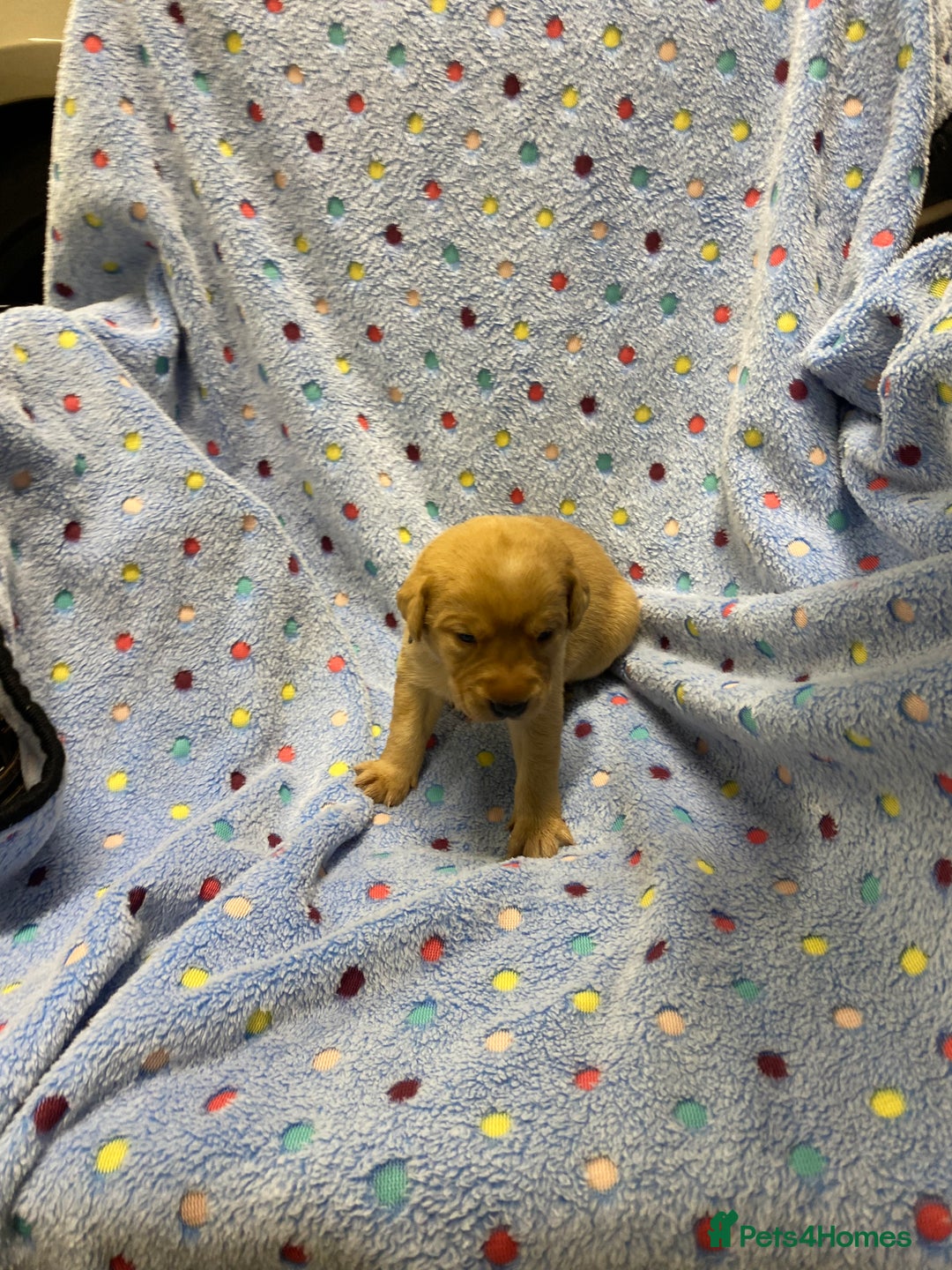 Labrador Retriever dogs for sale: Stunning Litter from working parents KC reg - Image 7