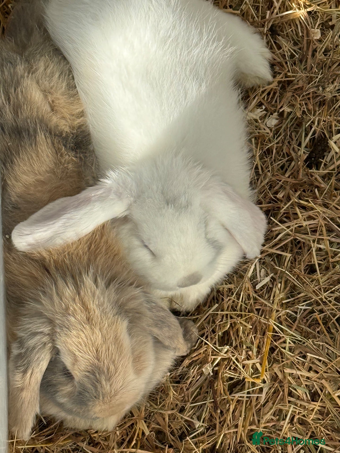 Mini Lop rabbits gorgeous babies   Last two girls left 💕💕🐰🐰 - Advert 1
