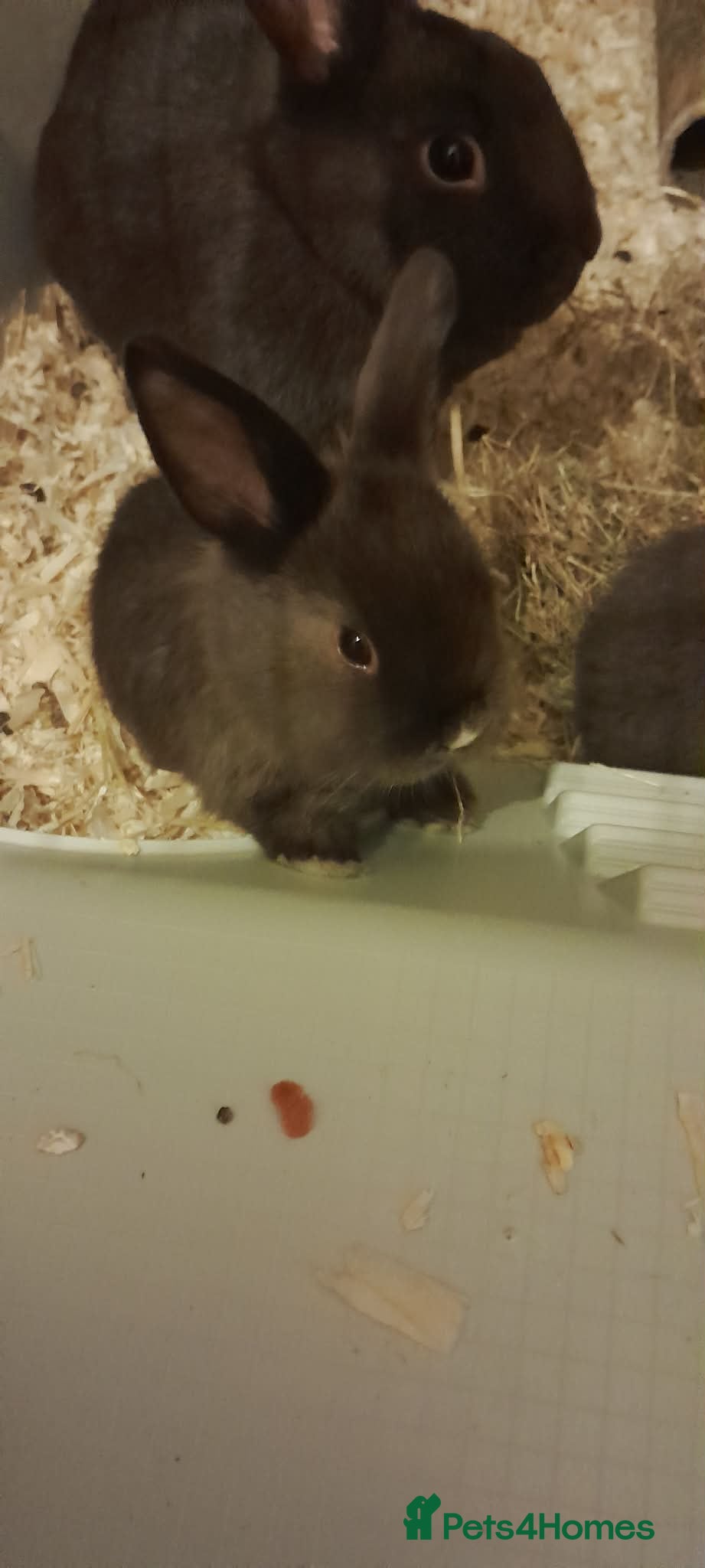 Mini Lop rabbits Beautiful chocolate brown mini lip rabbits - Advert 1