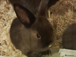 Mini Lop rabbits Beautiful chocolate brown mini lip rabbits - Advert 1