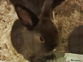 Mini Lop rabbits Beautiful chocolate brown rabbits - Advert 16