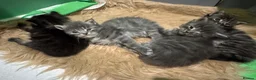 Mixed Breed cats for sale: Long haired Kittens  - Advert 18