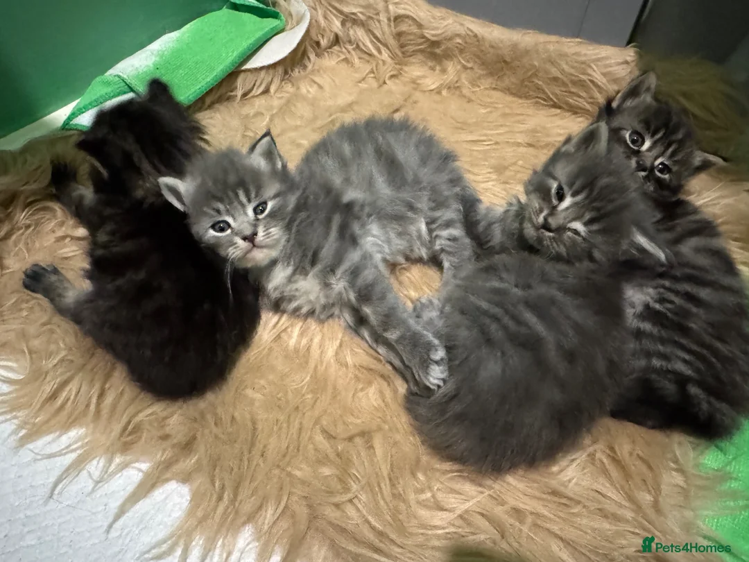 Mixed Breed cats for sale: Long haired Kittens  - Advert 18