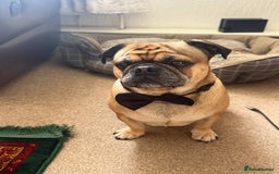 Pug dogs for stud: For Stud - Apricot Fawn Pug Benson. - Image 4