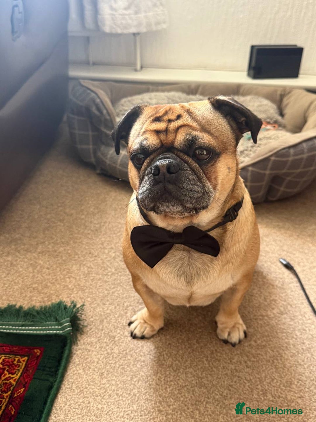 Pug dogs for stud: For Stud - Apricot Fawn Pug Benson. - Image 4