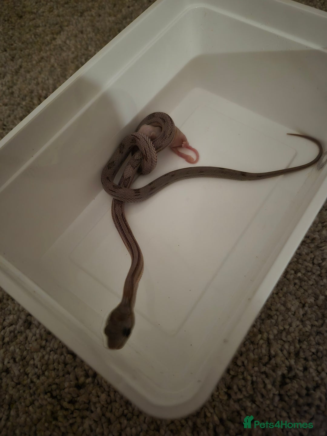 Corn Snake reptiles for sale: Young male anery motley cornsnake  - Image 2