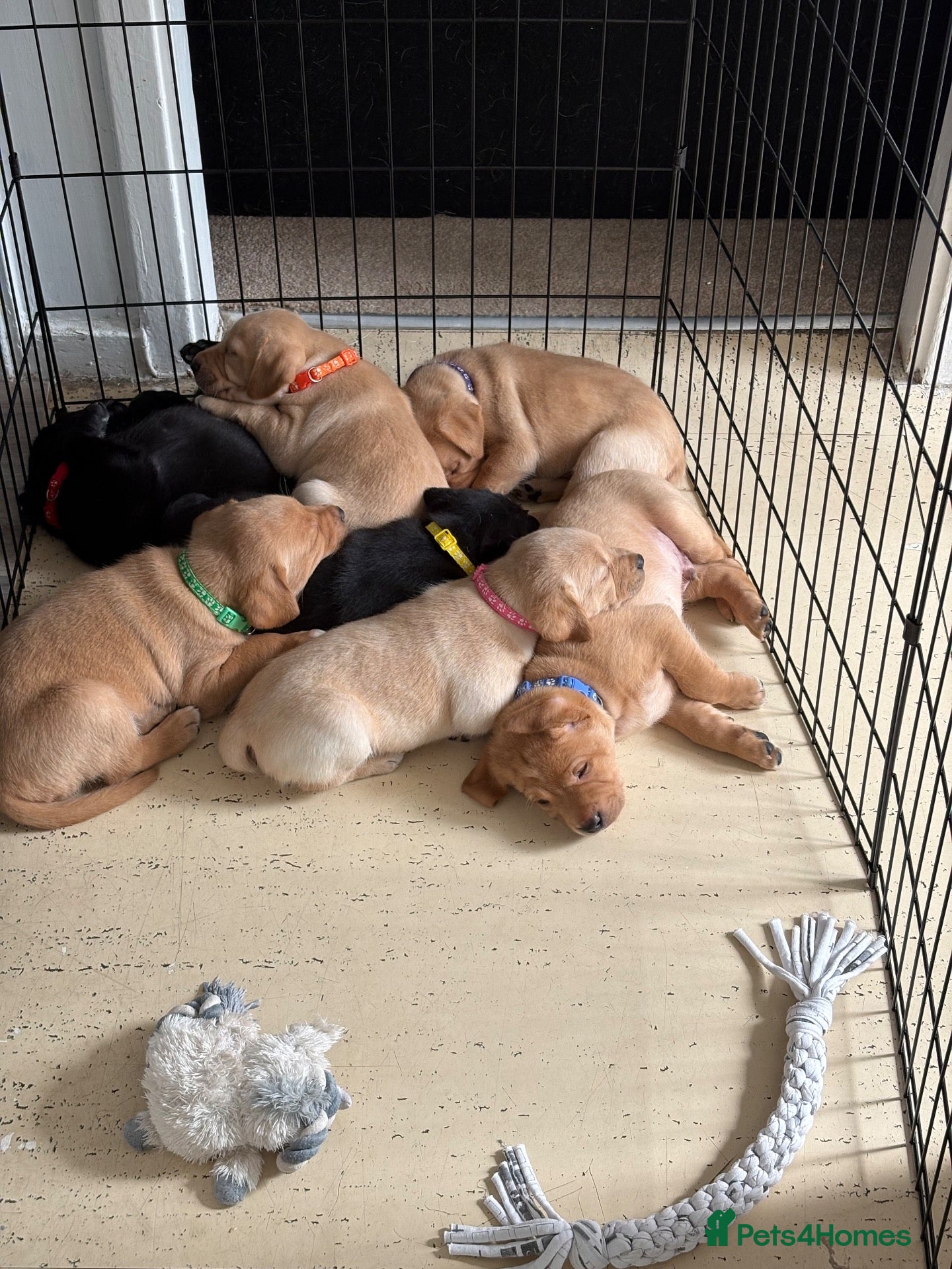 Mixed Breed dogs Labrador x staff - Advert 1