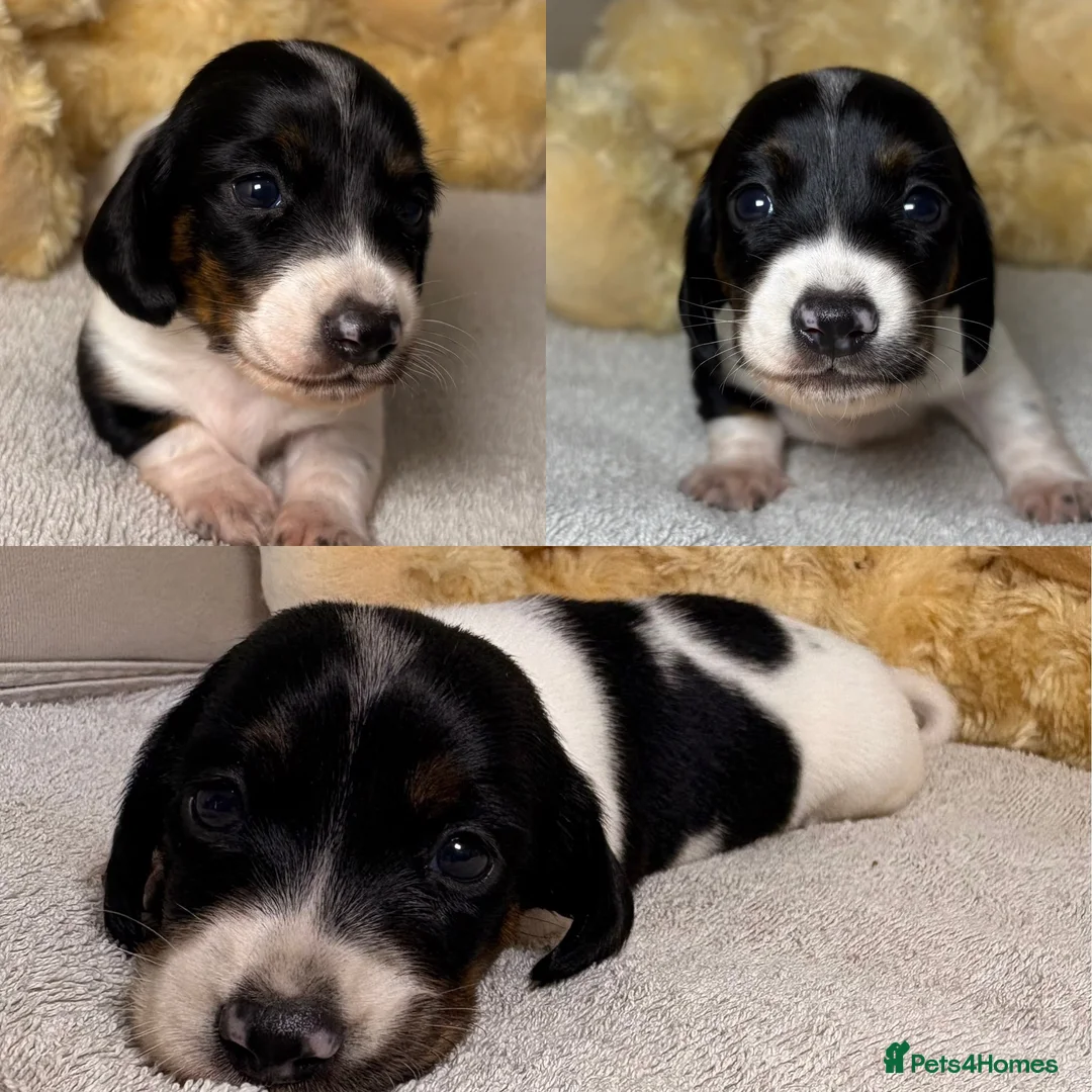 Dachshund dogs for sale: Piebald dachshund puppies for sale  - Advert 9