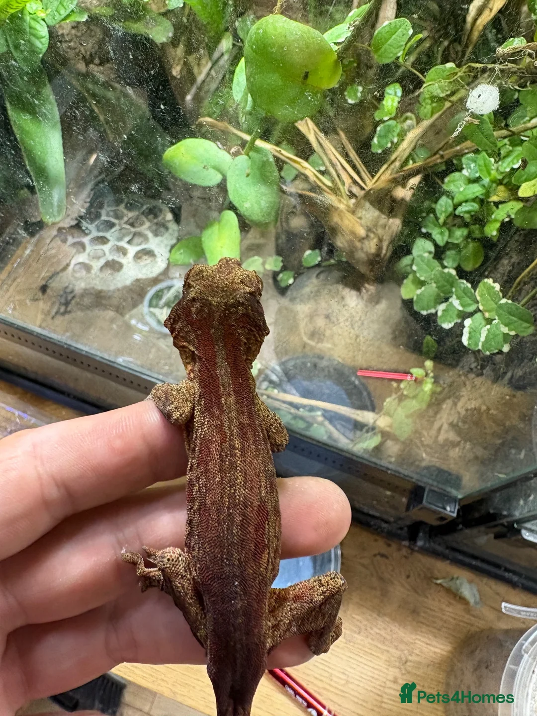 Gecko reptiles for sale: Male and unsexed red gargoyle geckos.  - Advert 2