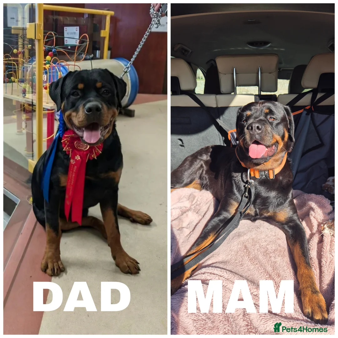 Rottweiler dogs for sale: Rottweiler puppies in Newcastle upon Tyne - Advert 1