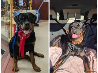 Rottweiler dogs Rottweiler puppies - Advert 1