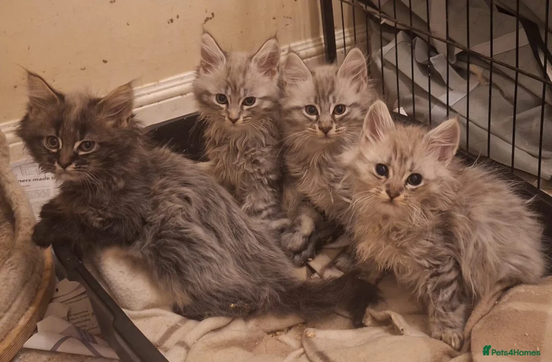 Maine Coon cats for sale: Maine coon kittens - Advert 1
