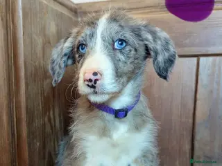 Bordoodle dogs Standard Bordoodle/Colliepoodle Puppies - Advert 5