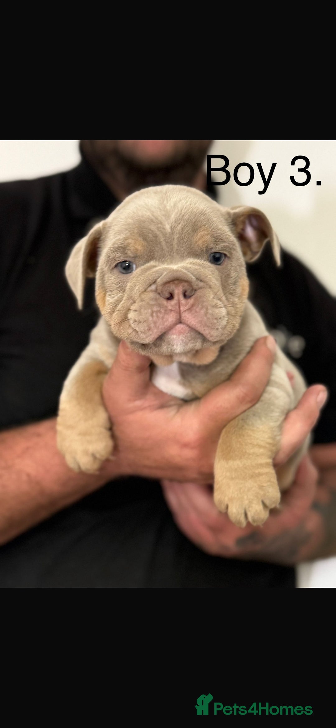 English Bulldog dogs for sale: Fully Suited Lilac & Tan boys  - Image 11