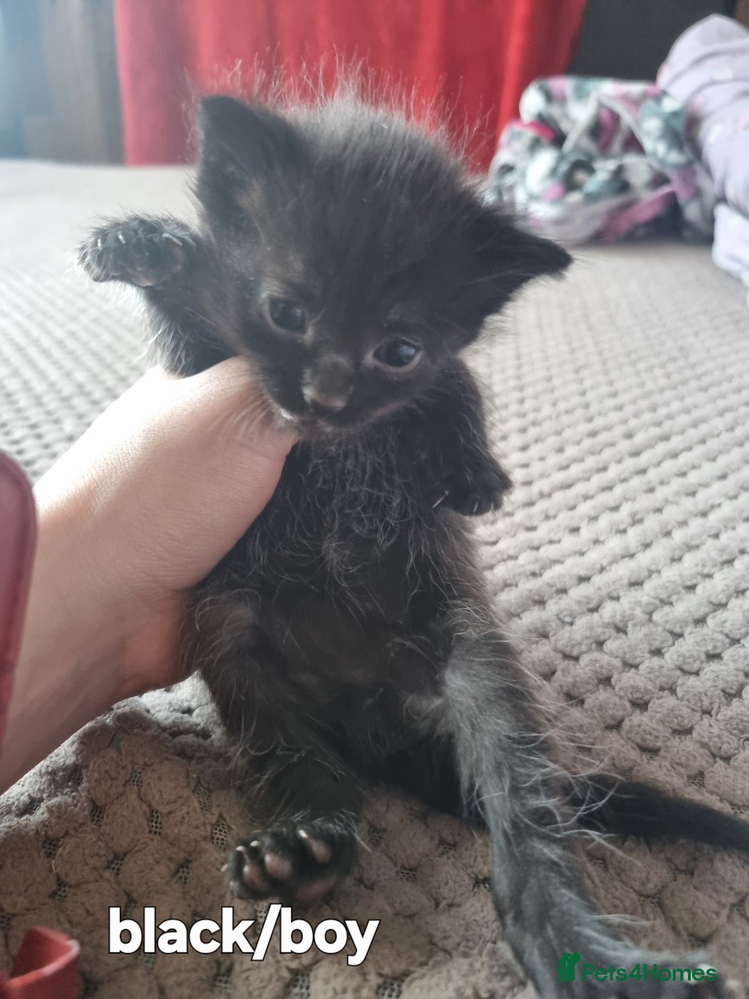 Mixed Breed cats for sale: Adorable Ragdoll-Mix Kittens Ready Soon! - Advert 5