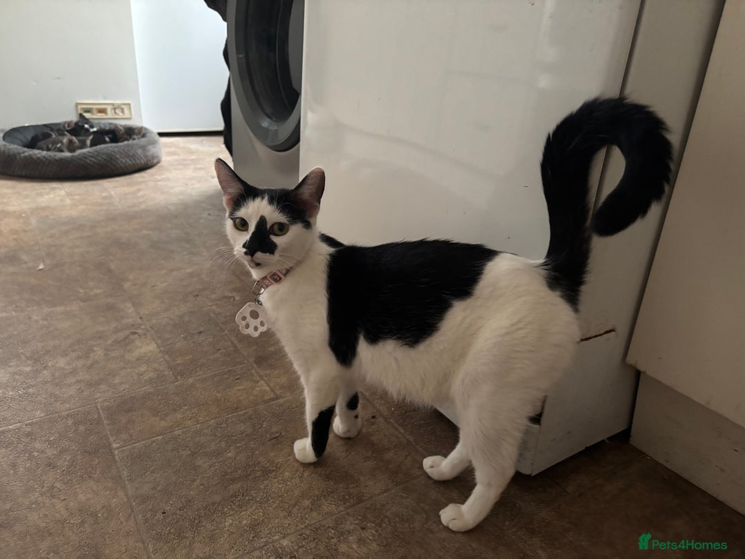 Mixed Breed cats for sale: Beautiful Mixed breed kittens for sale - Image 1