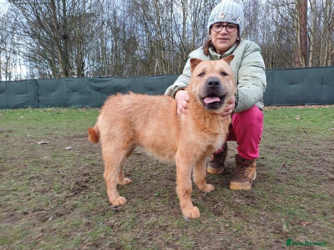 Mixed Breed dogs for adoption: 🐾 Meet IZZY 🐾 💛 A loyal heart & love to give 💛 - Advert 21