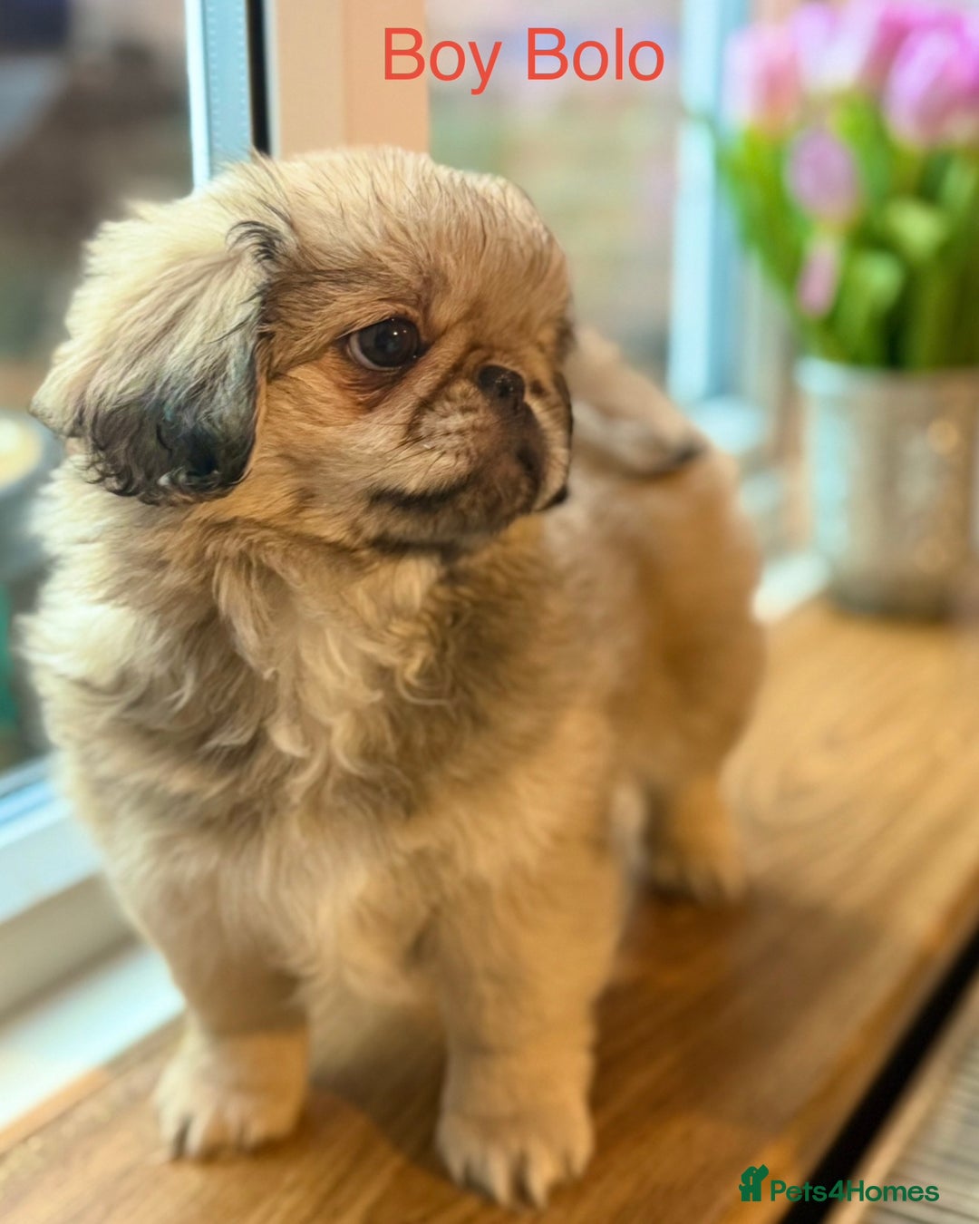 Pekingese dogs for sale: 🐾 Pekingese Puppies for Sale – 2 Girls & 1 Boy 🐾 - Advert 4