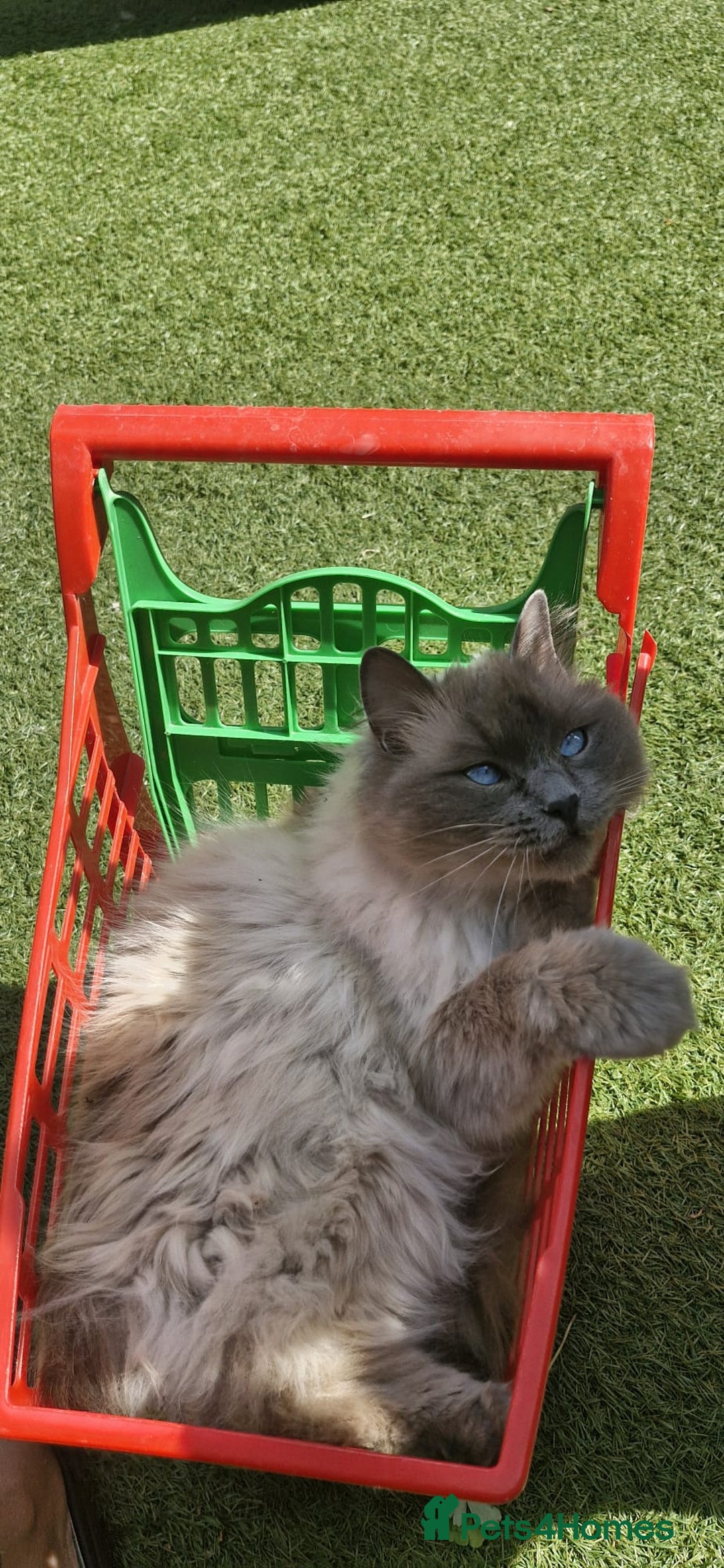 Ragdoll cats for sale: Ragdoll female (Snowy) - Advert 3