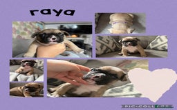 French Bulldog dogs for sale: 2 beautiful litters of French bulldog puppies - Image 9