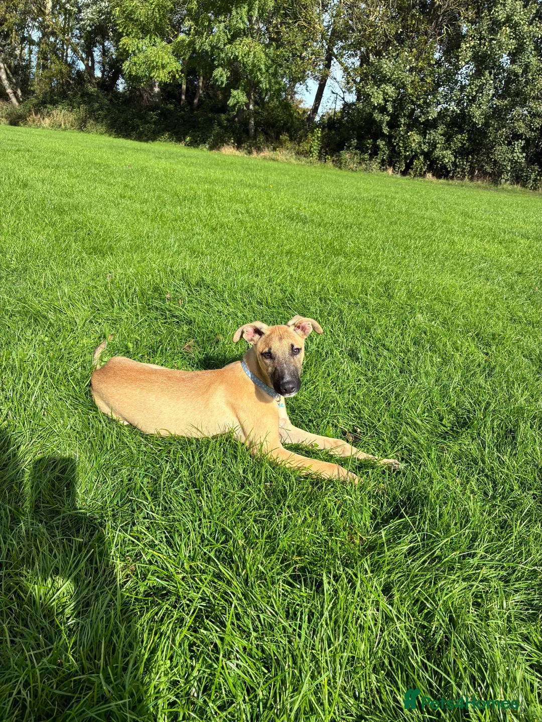 Mixed Breed dogs for sale: Bull greyhound  in Wrexham - Advert 2