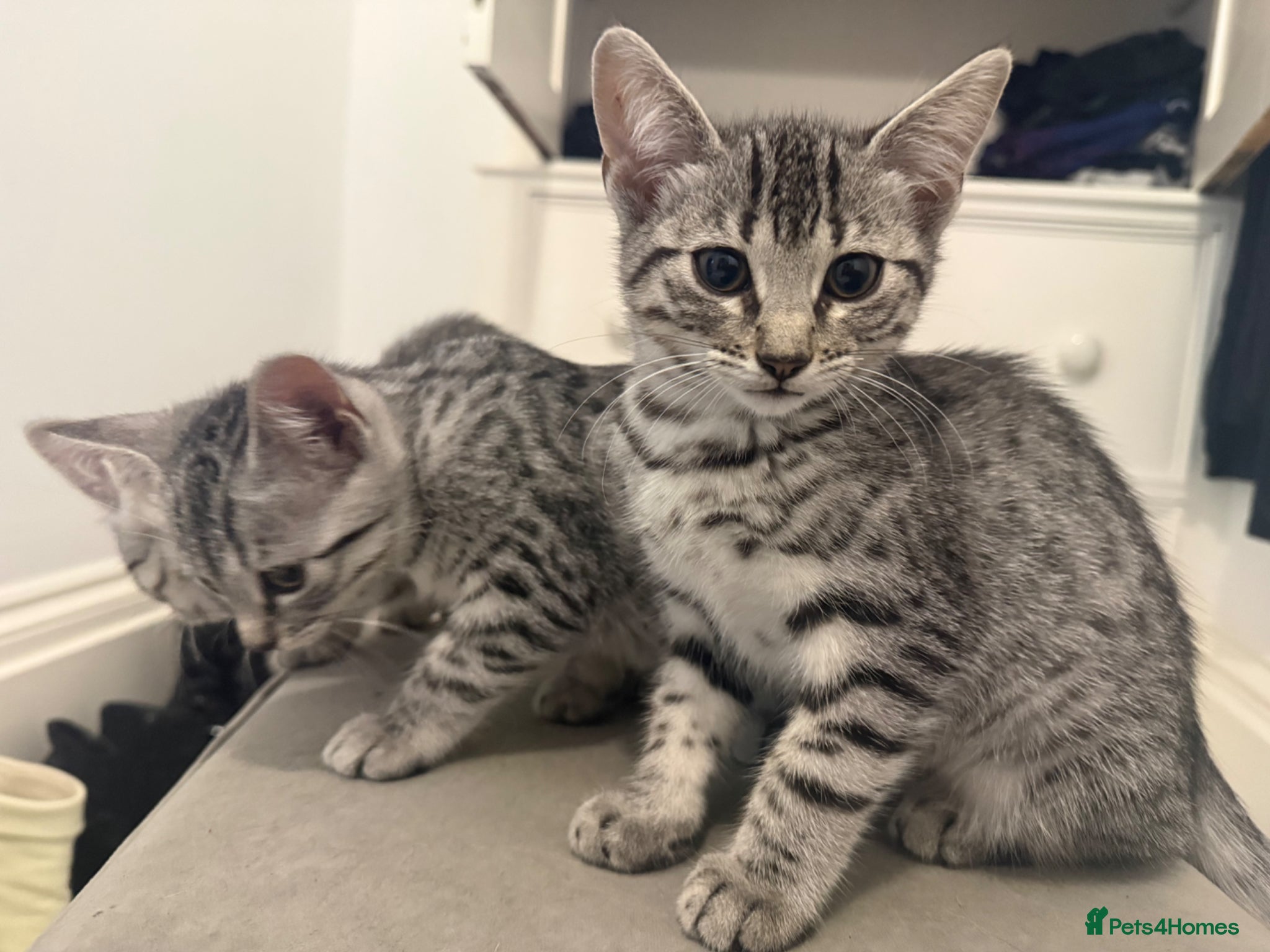 Egyptian Mau cats Egyptian Mau cutest kittens. Ready NOW - Advert 1