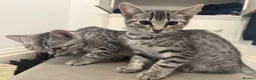 Egyptian Mau cats for sale: Egyptian Mau cutest kittens. Ready NOW - Advert 1