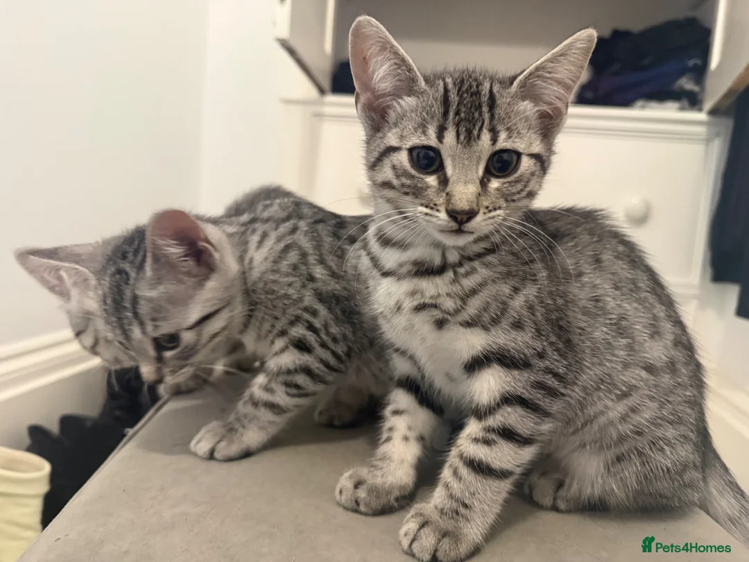 Egyptian Mau cats for sale: Egyptian Mau cutest kittens. Ready NOW - Advert 1