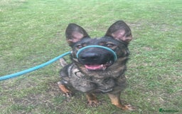 Mixed Breed dogs for sale: Dutch herder x German shepherd  - Image 3