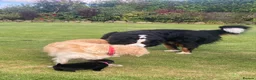 Mixed Breed dogs for sale: Golden Mountain Dog Puppies - Advert 9