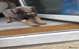 German Shepherd dogs for sale: READY NOW! German Shepherd x Belgian Malinois - Image 19