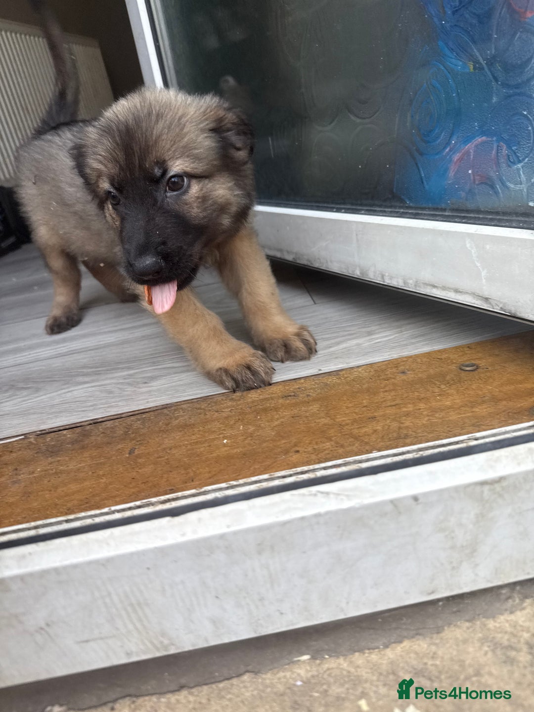 German Shepherd dogs for sale: READY NOW! German Shepherd x Belgian Malinois - Image 19