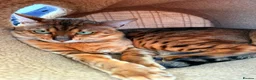 Savannah cats for sale: TICA F3 Savannah Kittens - Luxe Cat co. in Blackpool - Advert 2