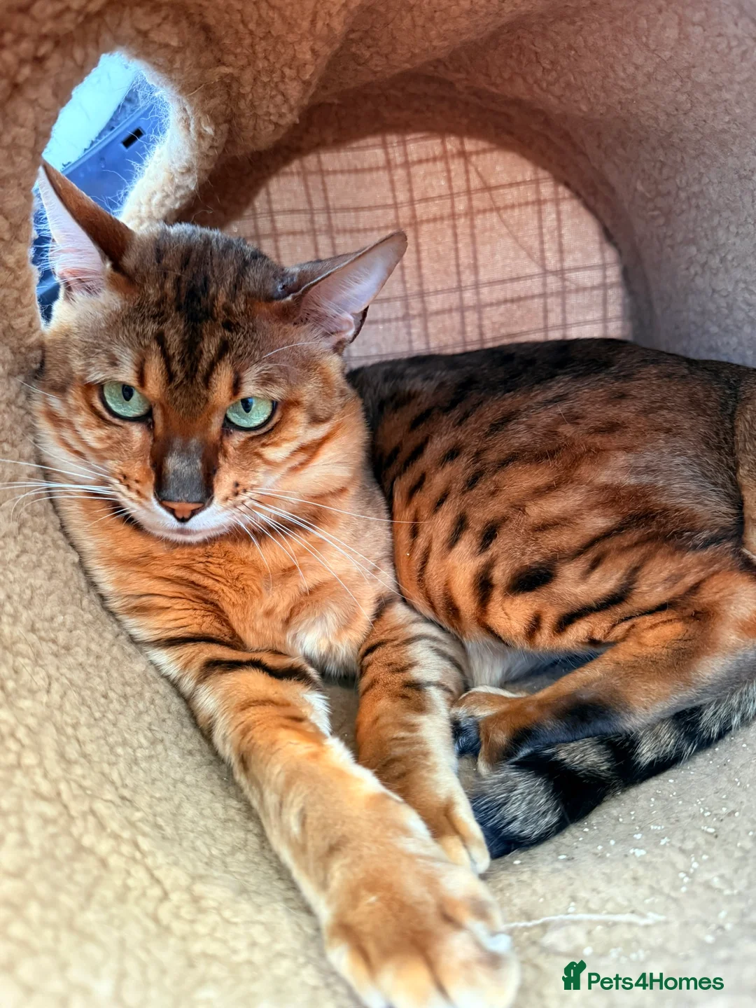Savannah cats for sale: TICA F3 Savannah Kittens - Luxe Cat co. in Blackpool - Advert 2