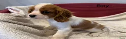 Cavalier King Charles Spaniel dogs for sale: Cavalier King Charles Spaniel puppies - Advert 21