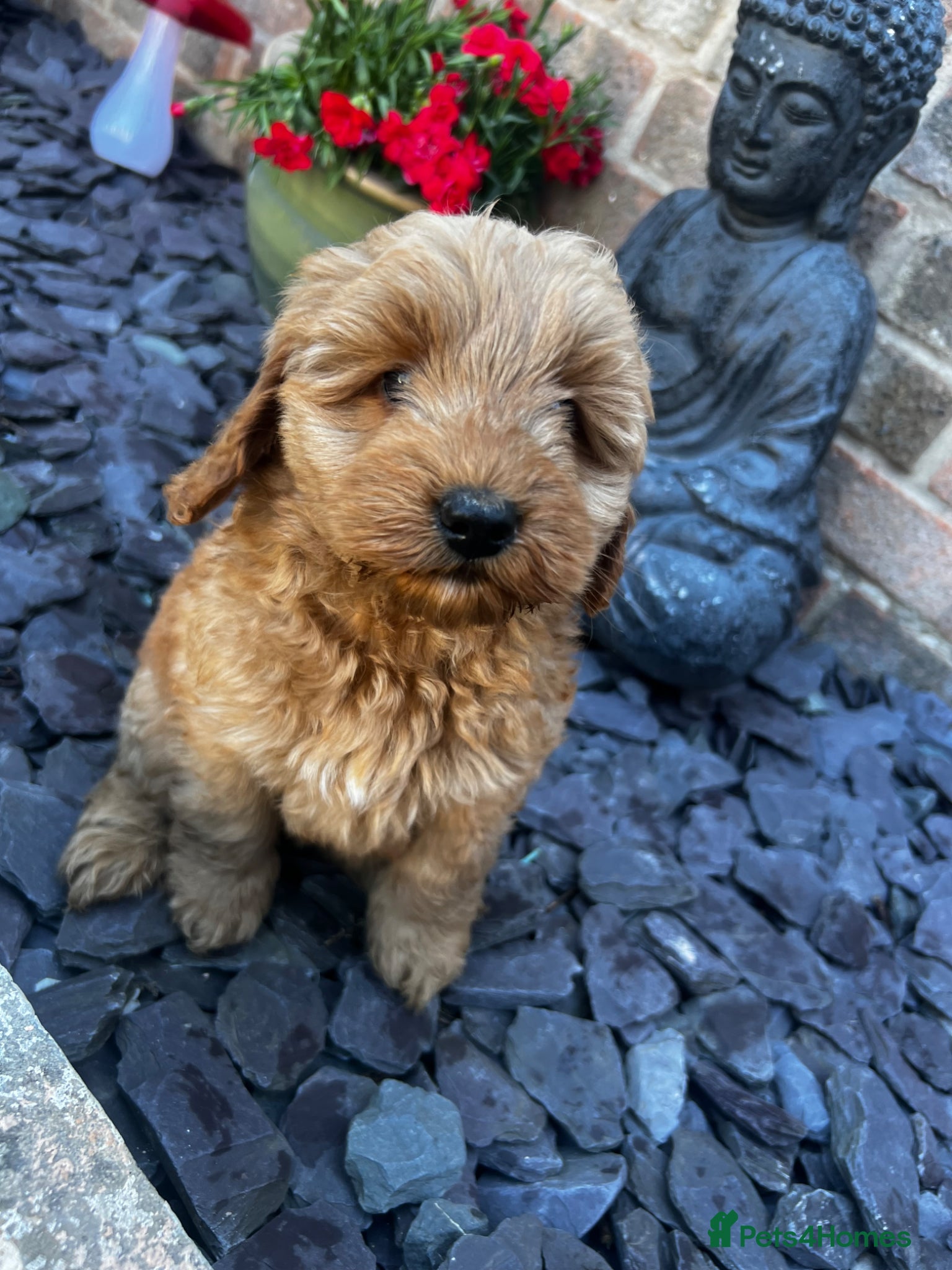 Cockapoo dogs F1b last girl ready this weekend  - Advert 1