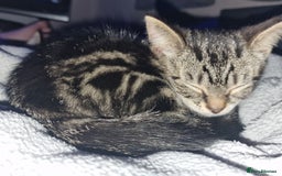 Mixed Breed cats for sale: Kitten for sale. A beautiful girl! - Advert 31
