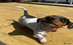 Mixed Breed dogs for sale: 6 stunning jackshund puppies ready to leave now - Image 3