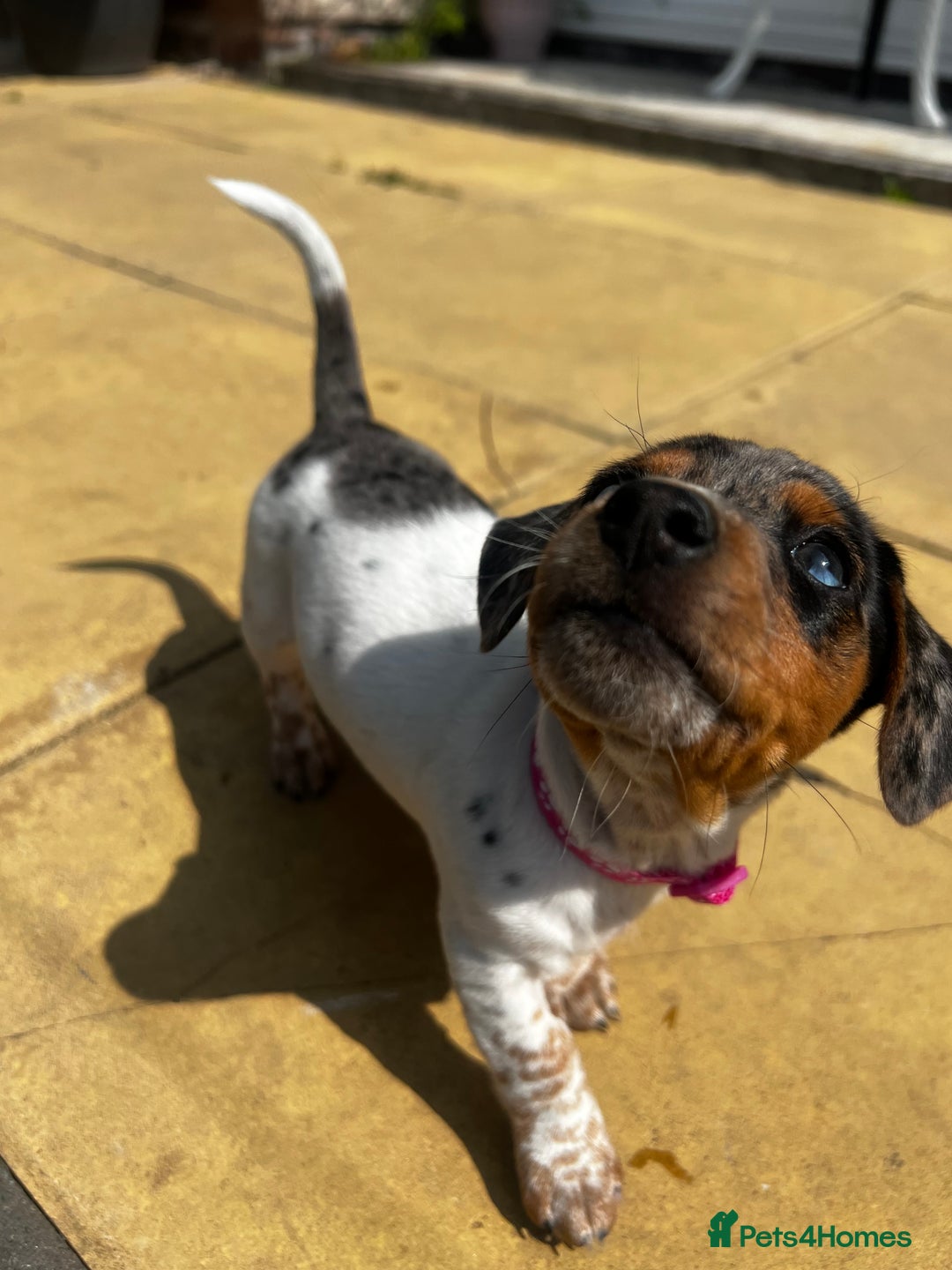 Mixed Breed dogs for sale: 6 stunning jackshund puppies ready to leave now - Image 3