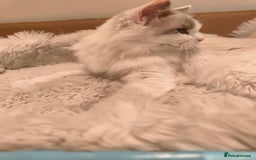 Ragdoll cats for sale: Pure Ragdoll kitten for sale  - Image 8