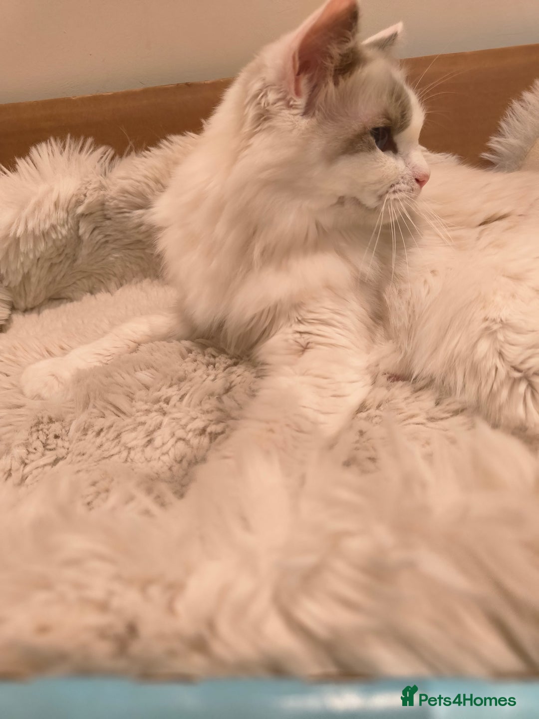Ragdoll cats for sale: Pure Ragdoll kitten for sale  - Image 8